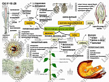 05.05.03.20 Стенд-планшет «Функции основных органов растений» 05.05.03.20 Стенд-планшет «Функции основных органов растений»