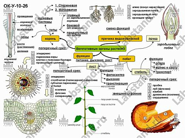 05.05.03.20 Стенд-планшет «Функции основных органов растений» | учебное оборудование на nsppo.ru - 0 05.05.03.20 Стенд-планшет «Функции основных органов растений» – портал поставщиков НСППО - 1