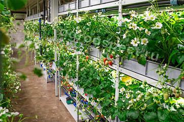 Универсальная вертикальная ферма VeFarm SB | учебное оборудование на nsppo.ru - 0 Универсальная вертикальная ферма VeFarm SB – портал поставщиков НСППО - 1