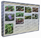 05.05.03.15 Стенд-планшет «Культурные растения» 05.05.03.15 Стенд-планшет «Культурные растения»