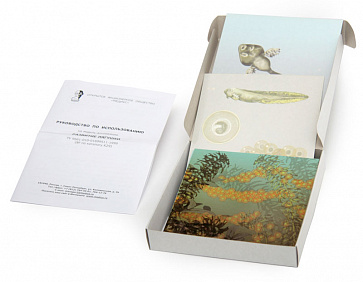 Развитие лягушки (набор из 10 карт) 15х15  К29 | учебное оборудование на nsppo.ru - 0 Развитие лягушки (набор из 10 карт) 15х15  К29 – портал поставщиков НСППО - 1