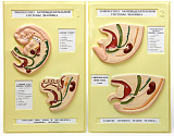 Эмбриогенез мочевыделительной системы человека (2 планшета, 42х66 см) В15