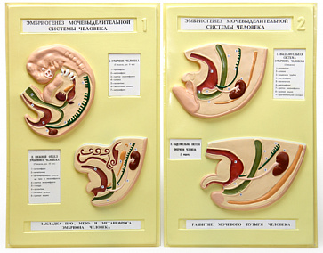 Эмбриогенез мочевыделительной системы человека (2 планшета, 42х66 см) В15 – портал поставщиков НСППО - 1