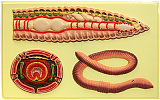 Х04 Строение дождевого червя (1 планшет, 42х66 см)
