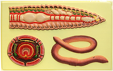 Х04 Строение дождевого червя (1 планшет, 42х66 см) – портал поставщиков НСППО - 1