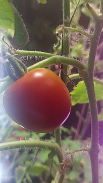 Био-лаборатория для овощей – портал поставщиков НСППО - 6