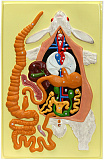 Внутреннее строение кролика (1 планшет, 42х66 см) Х11