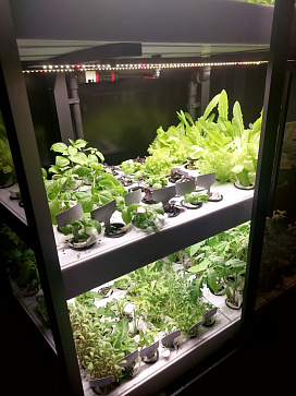 Умная теплица  "Дюймовочка" настольная Greenbar для выращивания цветов, ягод и пряных трав | учебное оборудование на nsppo.ru - 8 Умная теплица  "Дюймовочка" настольная Greenbar для выращивания цветов, ягод и пряных трав – портал поставщиков НСППО - 9