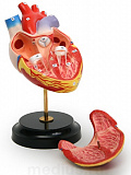 Модель сердца (демонстрационная) объемная из 2-х частей Н10