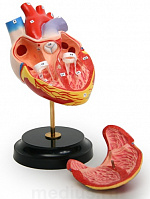 Модель сердца (демонстрационная) объемная из 2-х частей Н10 – портал поставщиков НСППО