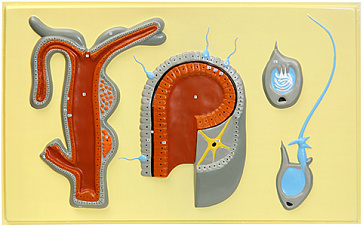 Внутреннее строение гидры (1 планшет, 66х42 см) Х18 – портал поставщиков НСППО - 1