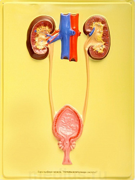 Барельефная модель "Мочевыделительная система" В13 (1 планшет) – портал поставщиков НСППО - 1