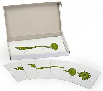 Роль ядра в регуляции развития организма (набор из 8 карт) | учебное оборудование на nsppo.ru - 0 Роль ядра в регуляции развития организма (набор из 8 карт) – портал поставщиков НСППО - 1