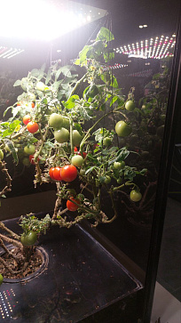 Интелектуальный фитобокс для выращивания овощей или пряных трав – портал поставщиков НСППО - 2