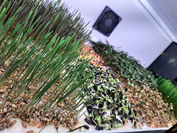 Цифровая биолаборатория Greenbar MZ-2 ПАК для выращивания микрозелени и проростков | учебное оборудование на nsppo.ru - 7 Цифровая биолаборатория Greenbar MZ-2 ПАК для выращивания микрозелени и проростков – портал поставщиков НСППО - 8