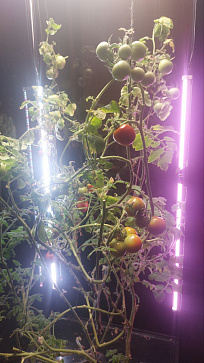 Био-лаборатория для овощей – портал поставщиков НСППО - 5