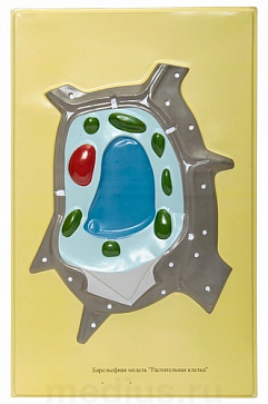 Барельефная модель "Растительная клетка" Д01  (1 планшет) – портал поставщиков НСППО - 1