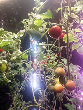 Био-лаборатория для овощей – портал поставщиков НСППО - 3