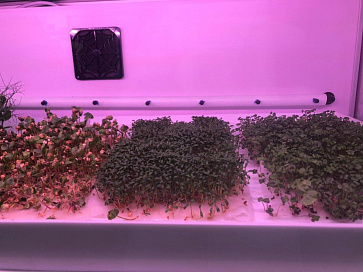 Цифровая биолаборатория Greenbar MZ-2 ПАК для выращивания микрозелени и проростков | учебное оборудование на nsppo.ru - 8 Цифровая биолаборатория Greenbar MZ-2 ПАК для выращивания микрозелени и проростков – портал поставщиков НСППО - 9