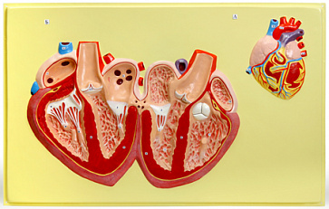 Строение сердца человека (1 планшет, 66х42 см) В30 – портал поставщиков НСППО - 1