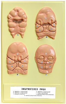Эмбриогенез лица (1 планшет, 42х66 см ) | учебное оборудование на nsppo.ru - 0 Эмбриогенез лица (1 планшет, 42х66 см ) – портал поставщиков НСППО - 1