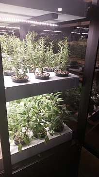 Умная теплица  "Дюймовочка" настольная Greenbar для выращивания цветов, ягод и пряных трав | учебное оборудование на nsppo.ru - 7 Умная теплица  "Дюймовочка" настольная Greenbar для выращивания цветов, ягод и пряных трав – портал поставщиков НСППО - 8