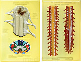 Барельефная модель "Строение спинного мозга" В05 (2 планшета)