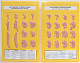 Развитие зародышей позвоночных (2 планшета, 42х66см ) Х22