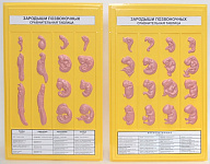 Развитие зародышей позвоночных (2 планшета, 42х66см ) Х22 – портал поставщиков НСППО
