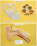 Ухо человека (2 планшета, 66х42 см) В07