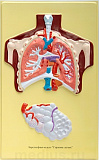 Барельефная модель "Строение легких" В35 (1 планшет)