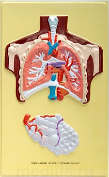 Барельефная модель "Строение легких" В35 (1 планшет) | учебное оборудование на nsppo.ru - 0 Барельефная модель "Строение легких" В35 (1 планшет) – портал поставщиков НСППО - 1