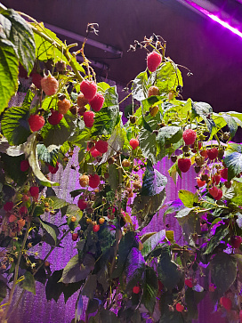 Био-лаборатория для выращивания малины – портал поставщиков НСППО - 4