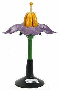 Модель цветка картофеля – портал поставщиков НСППО - 1