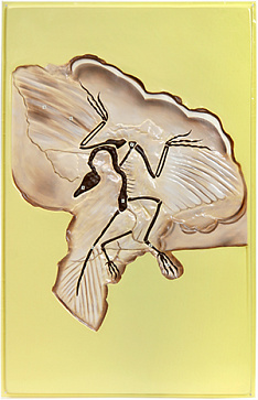 Археоптерикс (1 планшет, 42х66 см) Х13 | учебное оборудование на nsppo.ru - 0 Археоптерикс (1 планшет, 42х66 см) Х13 – портал поставщиков НСППО - 1