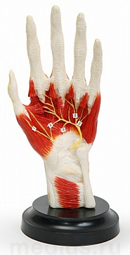 Кисть с прилегающими мышцами и нервами Н04 | учебное оборудование на nsppo.ru - 0 Кисть с прилегающими мышцами и нервами Н04 – портал поставщиков НСППО - 1