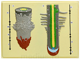 Клеточное строение корня (1 планшет, 42х66 см)