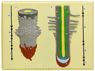 Клеточное строение корня (1 планшет, 42х66 см) – портал поставщиков НСППО - 1