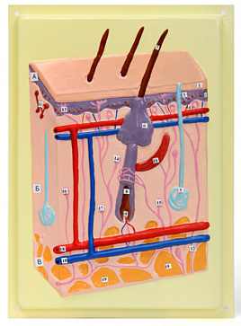 Строение кожи человека (1 планшет, 18х24 см) В37 – портал поставщиков НСППО - 1