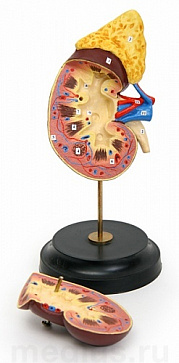 Почка в разрезе (объемная разборная модель) Н12 – портал поставщиков НСППО - 1