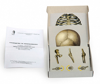 Типы соединения костей (набор из 7 карт) 15х15 К30 | учебное оборудование на nsppo.ru - 0 Типы соединения костей (набор из 7 карт) 15х15 К30 – портал поставщиков НСППО - 1