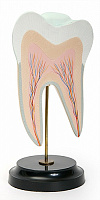 Строение нижнего коренного зуба с двумя корнями (в разрезе) – портал поставщиков НСППО