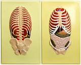 Расположение органов грудной и брюшной полостей по отношению к скелету, вид спереди и сзади (2 планшета, 42х66 см)