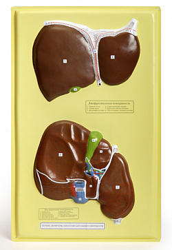 Барельефная модель "Печень (диафрагмальная и висцеральная поверхности)" из пластика В17 (1 планшет) – портал поставщиков НСППО - 1