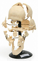 Череп человека (с разрозненными костями) Р06 – портал поставщиков НСППО