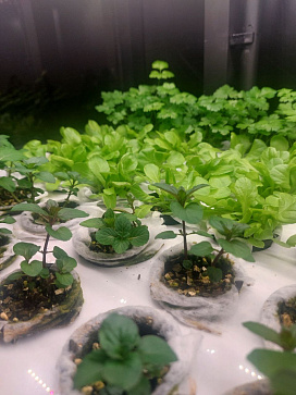 Миниферма "Мятница" для выращивания пряных трав – портал поставщиков НСППО - 4