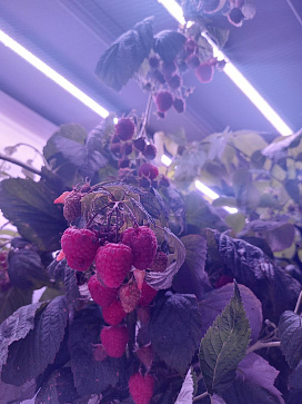 Био-лаборатория для выращивания малины – портал поставщиков НСППО - 9