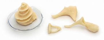 Косточки слуховые (набор увеличен в 6 раз) – портал поставщиков НСППО - 1